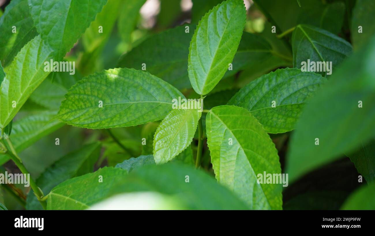 Strobilanthes crispus (keji beling, picah beling, Kecibeling, Hemigraphis crispa, Ruellia crispa). The leaves are used traditional medicine Stock Photo