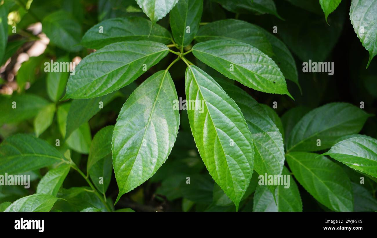 Strobilanthes crispus (keji beling, picah beling, Kecibeling, Hemigraphis crispa, Ruellia crispa). The leaves are used traditional medicine Stock Photo
