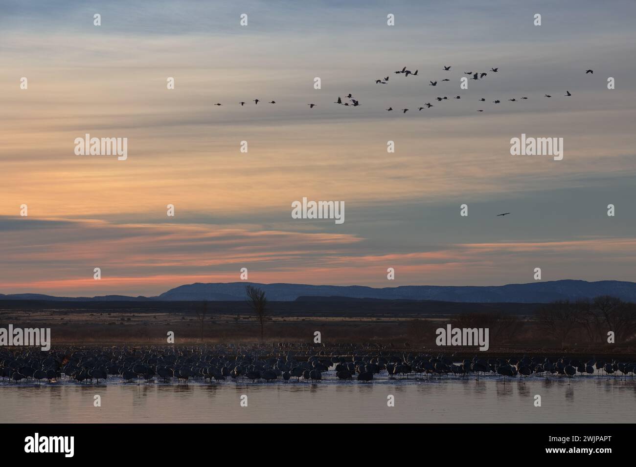 Watery environment hi-res stock photography and images - Alamy