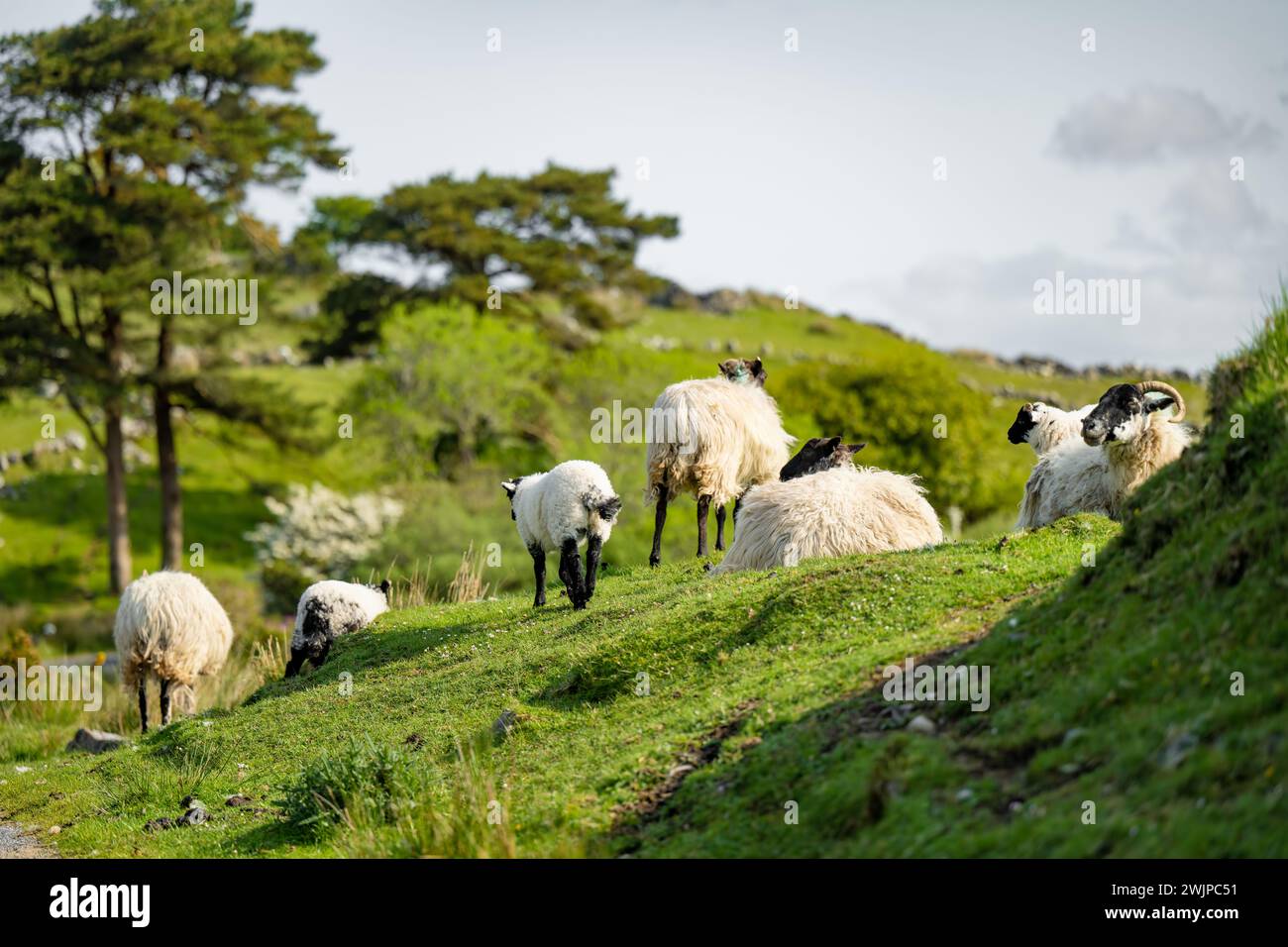 Sheep marked with colorful dye grazing in green pastures. Adult sheep