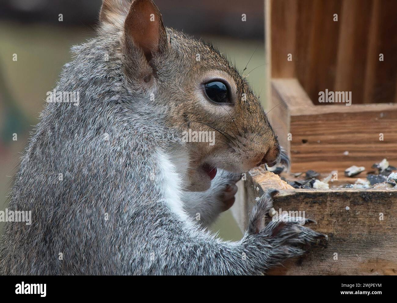A gray Squirrel arrives on the beck Stock Photo