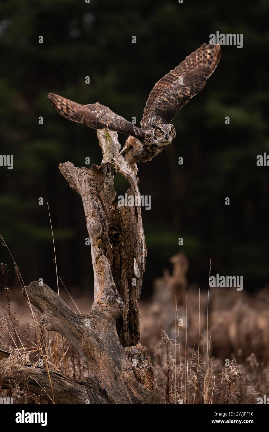 Great Horned Owls — KITUNDU, image size:866x1390