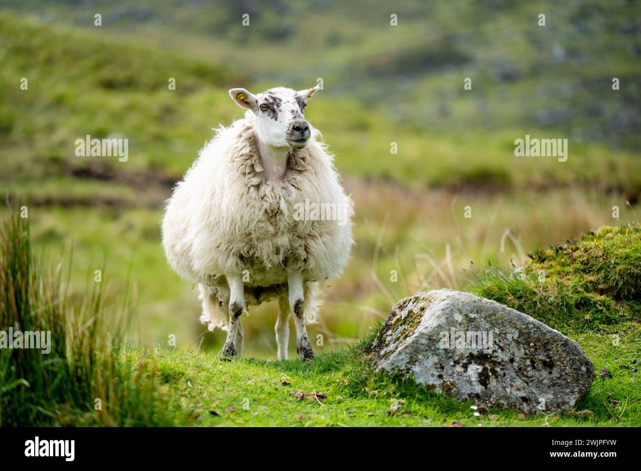 Sheep marked with colorful dye grazing in green pastures. Adult sheep