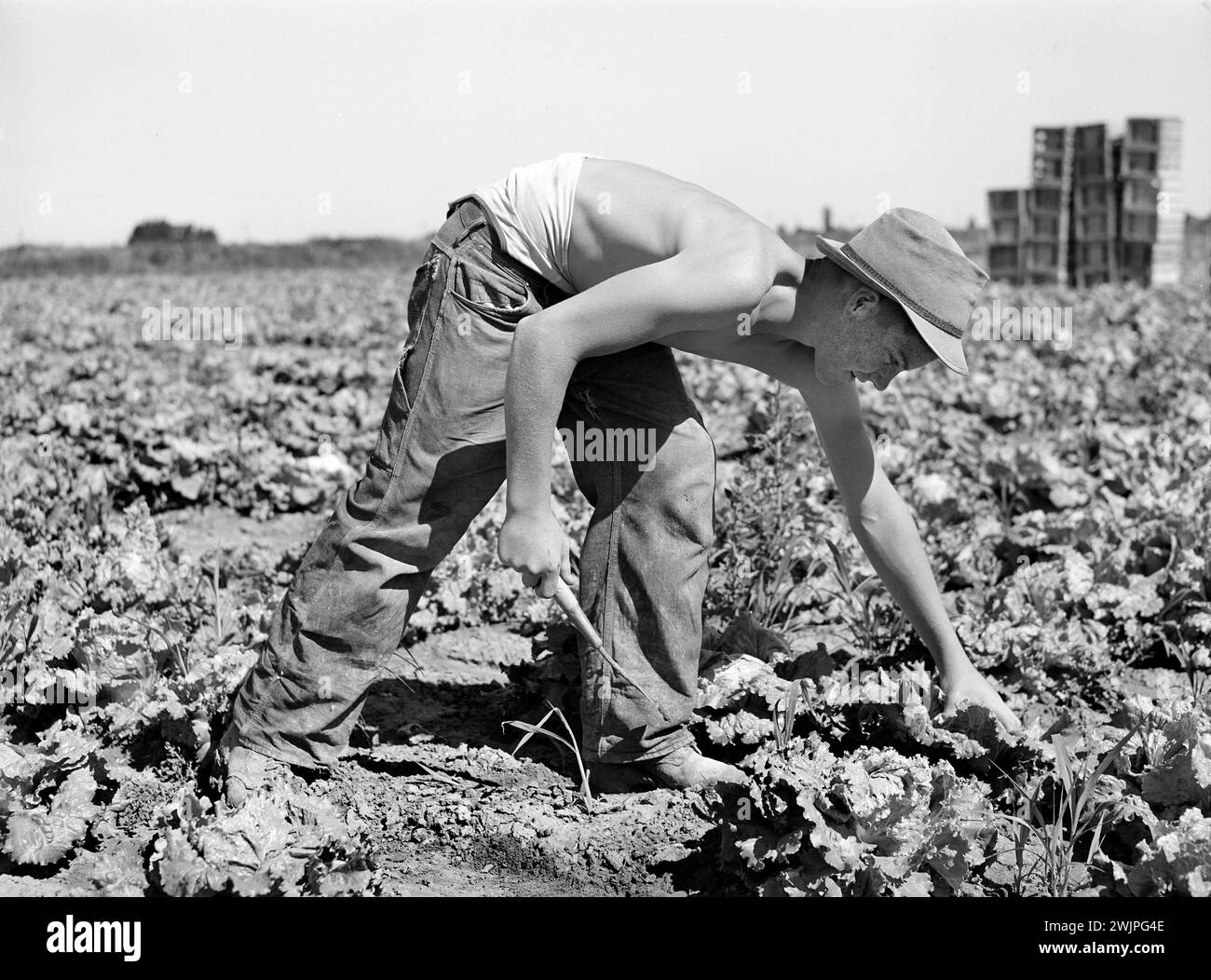 Teen boy cutting lettuce in field, Canyon County, Idaho, USA, Russell Lee, U.S. Farm Security Administration, June 1941 Stock Photo