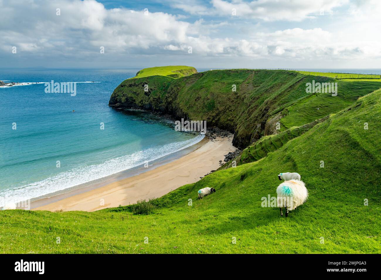 Sheep grazing near Silver Strand, a sandy beach in a sheltered, horseshoeshaped bay, situated
