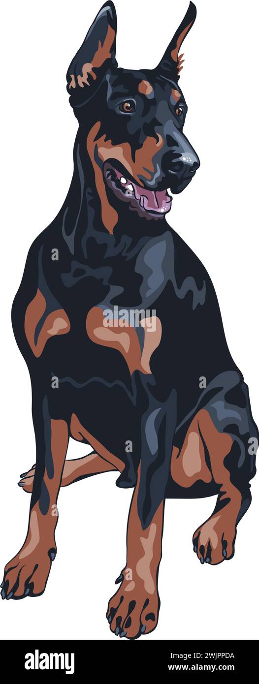 Vector black dog Doberman Pinscher breed sitting Stock Vector