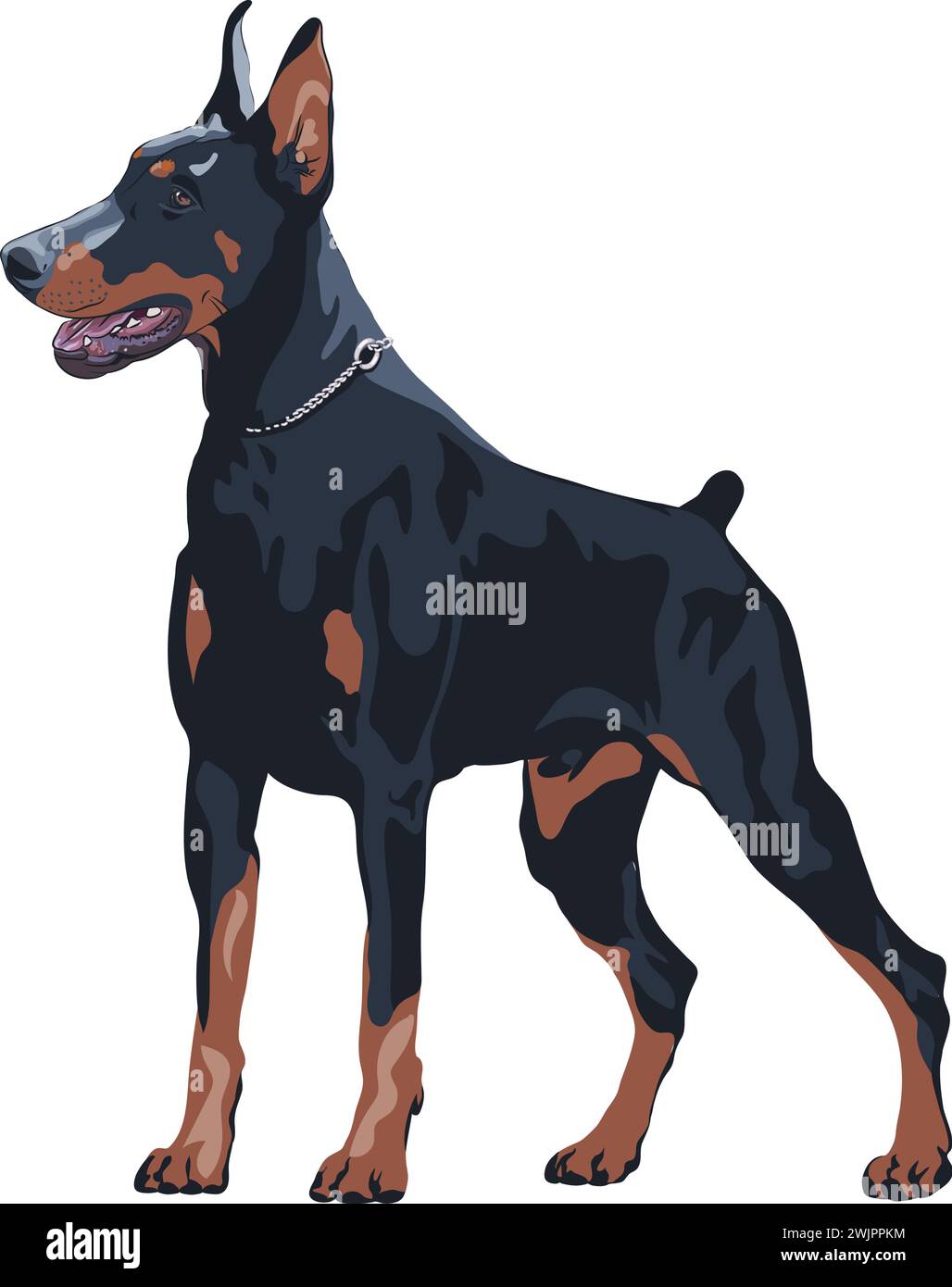 Vector black dog Doberman Pinscher breed standing Stock Vector