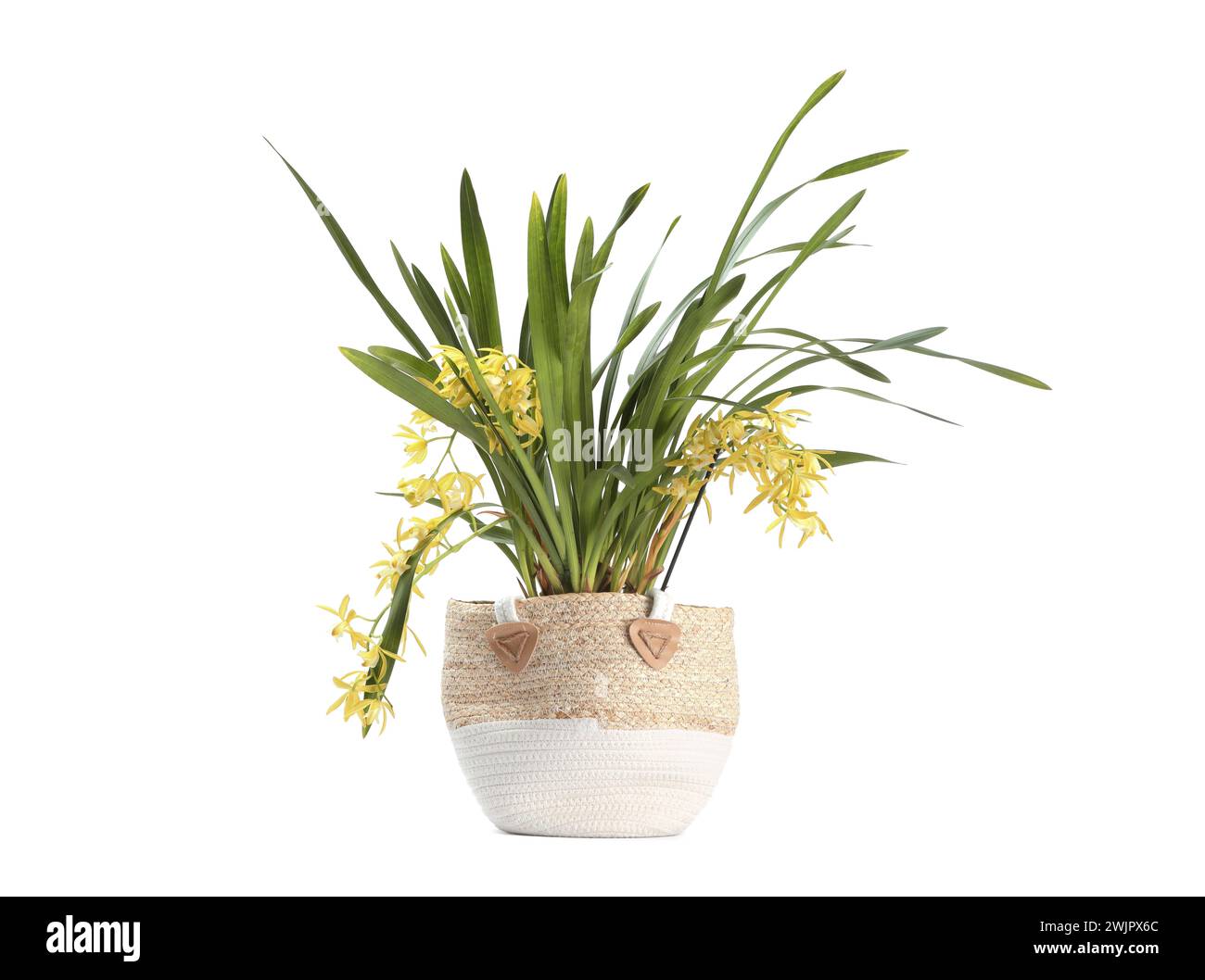 Vanilla orchid plant with yellow flowers in pot isolated on white Stock Photo