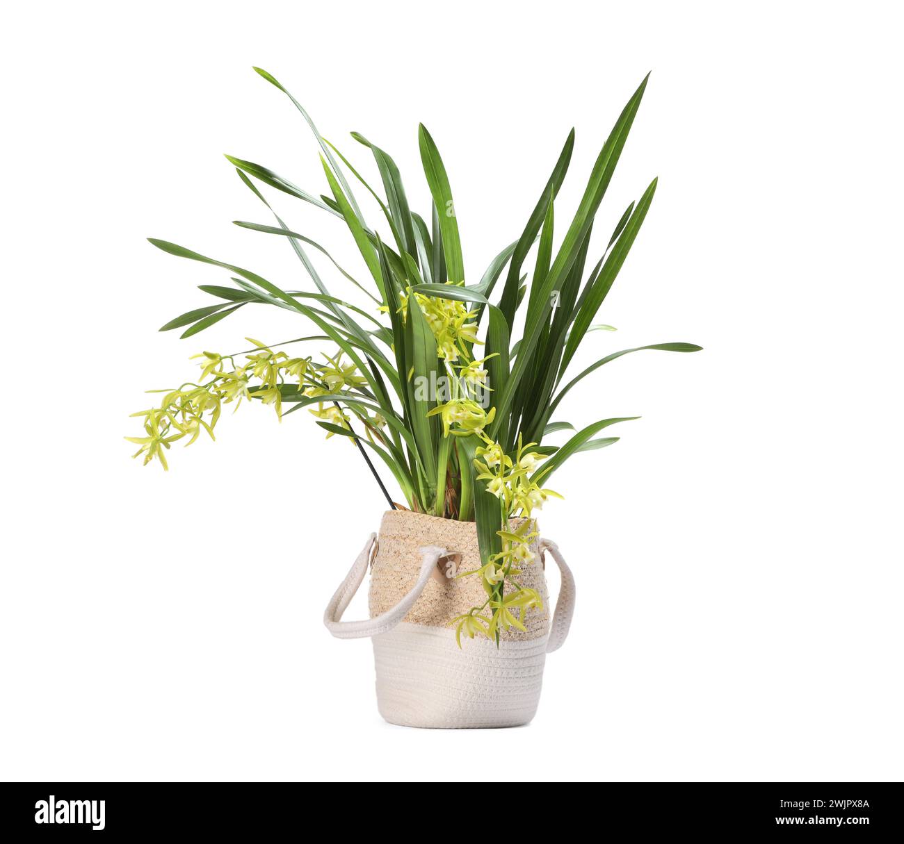 Vanilla orchid plant with yellow flowers in pot isolated on white Stock Photo