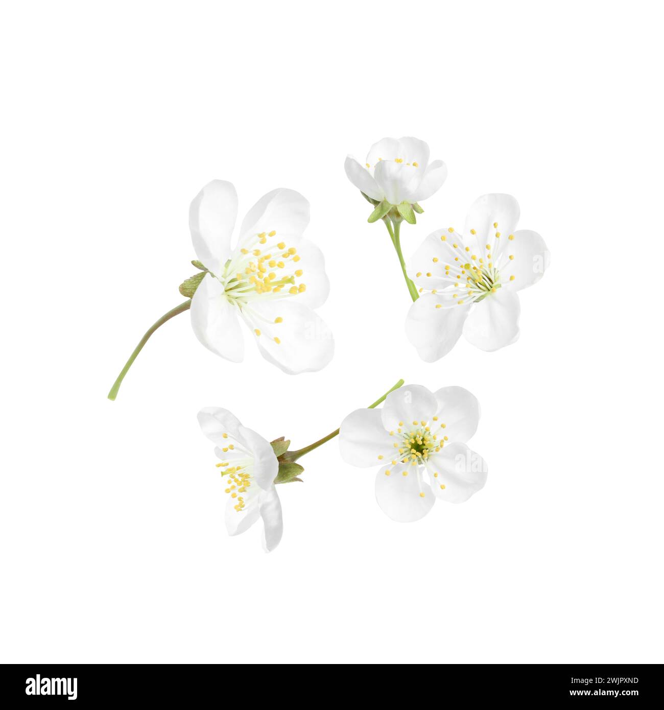 Beautiful spring tree blossoms falling on white background Stock Photo ...