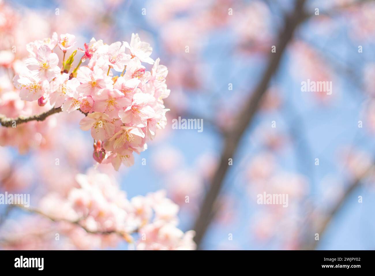 Skyward view of beautiful and cute pink Kawazu Zakura (cherry blossoms ...