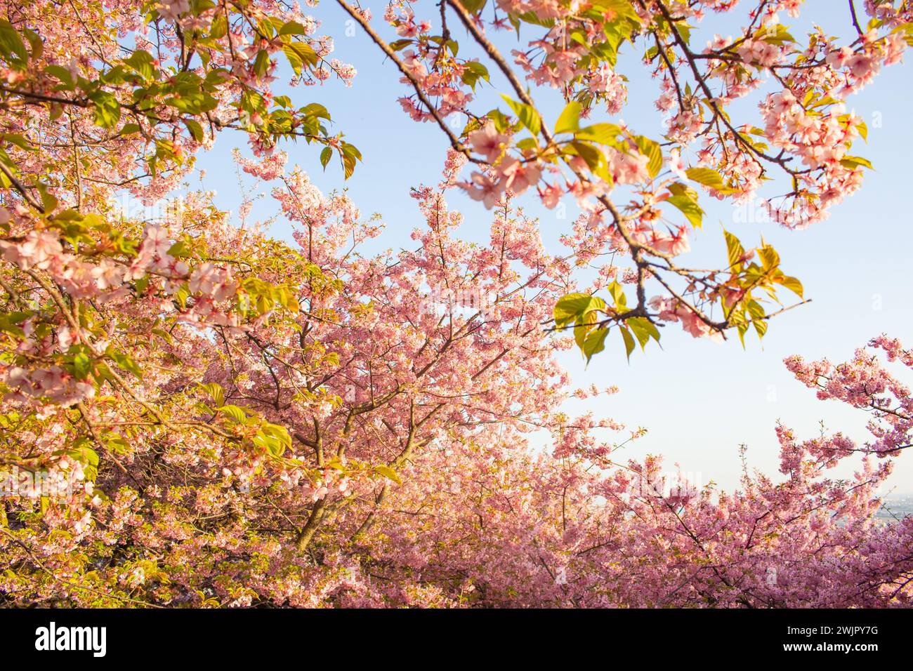 Beautiful and cute Kawazu Zakura (cherry blossoms) against blue sky, wallpaper background, Kawazu, Shizuoka, Japan Stock Photo
