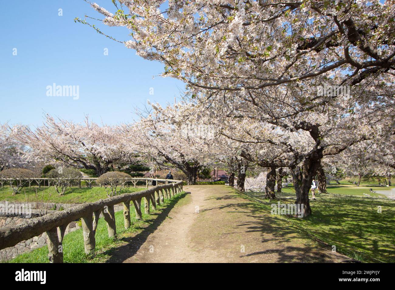 Beautiful pink cherry blossom or Sakura tunnel at Goryokaku Park in Spring, Hakodate, Hokkaido, Japan Stock Photo