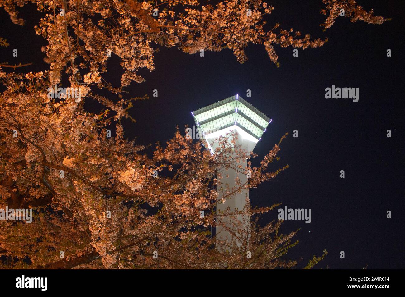 Beautiful night view of Goryokaku Tower with cherry blossoms (Sakura flower) on Cherry Blossom Festival in Spring, Hakodate, Hokkaido, Japan Stock Photo