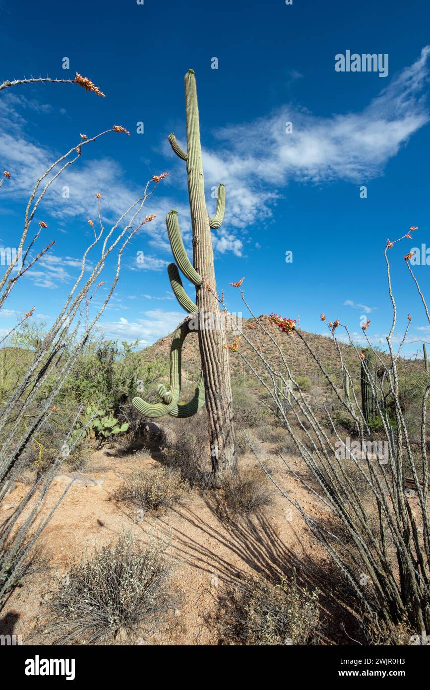Saguaro cactus (Carnegiea gigantea Stock Photo - Alamy