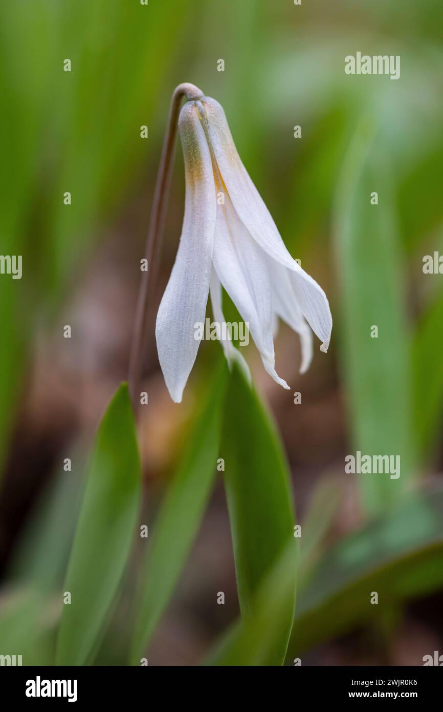 White Trout Lily, Erythronium albidum, flowering in the spring forest ...