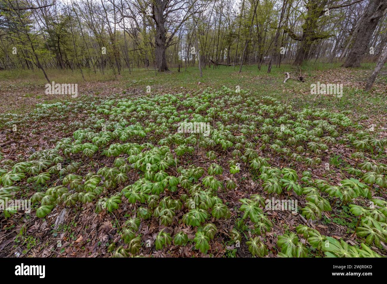 Mayapple, Podophyllum peltatum, Ledges State Park near Boone, Iowa, USA Stock Photo