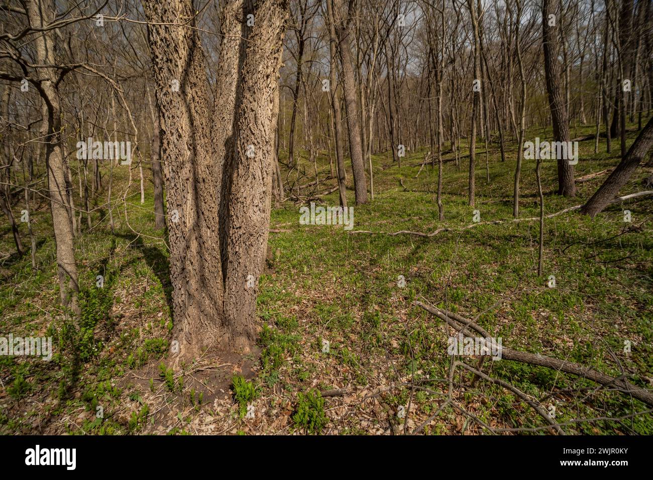 Common Hackberry, Celtis occidentalis, tree in the floodplain of Ledges ...
