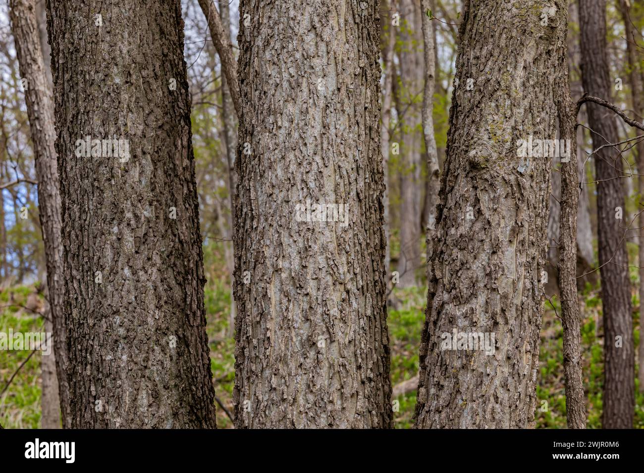 Common Hackberry, Celtis occidentalis, tree in the floodplain of Ledges ...