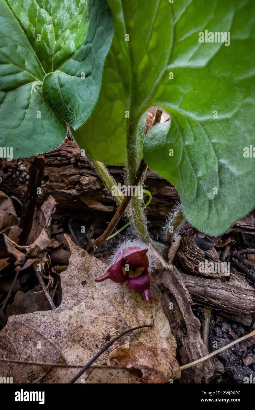 Wild Ginger, Asarum canadense, flowering in Ledges State Park near Boone, Iowa, USA Stock Photo