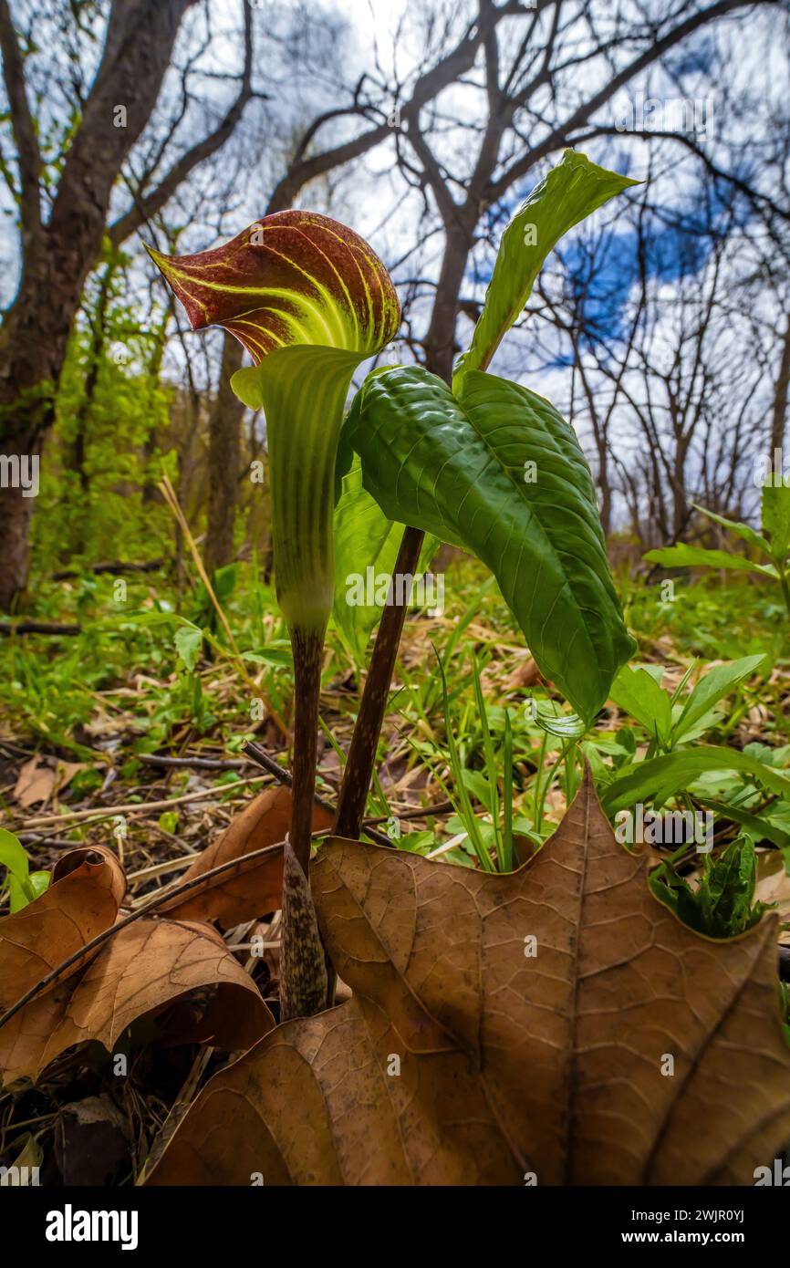 Jack-in-the-pulpit, Arisaema triphyllum, blooming in Ledges State Park near Boone, Iowa, USA Stock Photo
