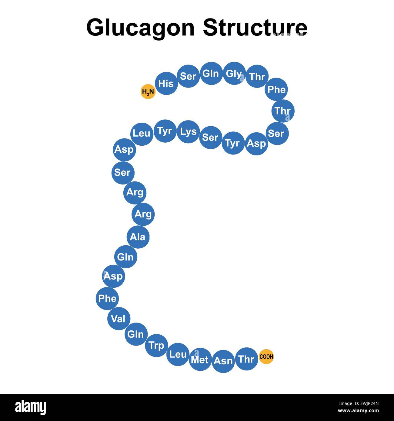 Glucagon structure illustration Stock Photo Alamy Glucagon structure illustration Stock Photo Alamy