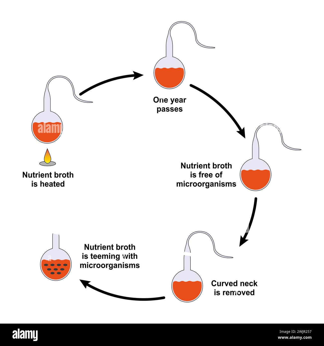 Pasteur's experiment, illustration Stock Photo