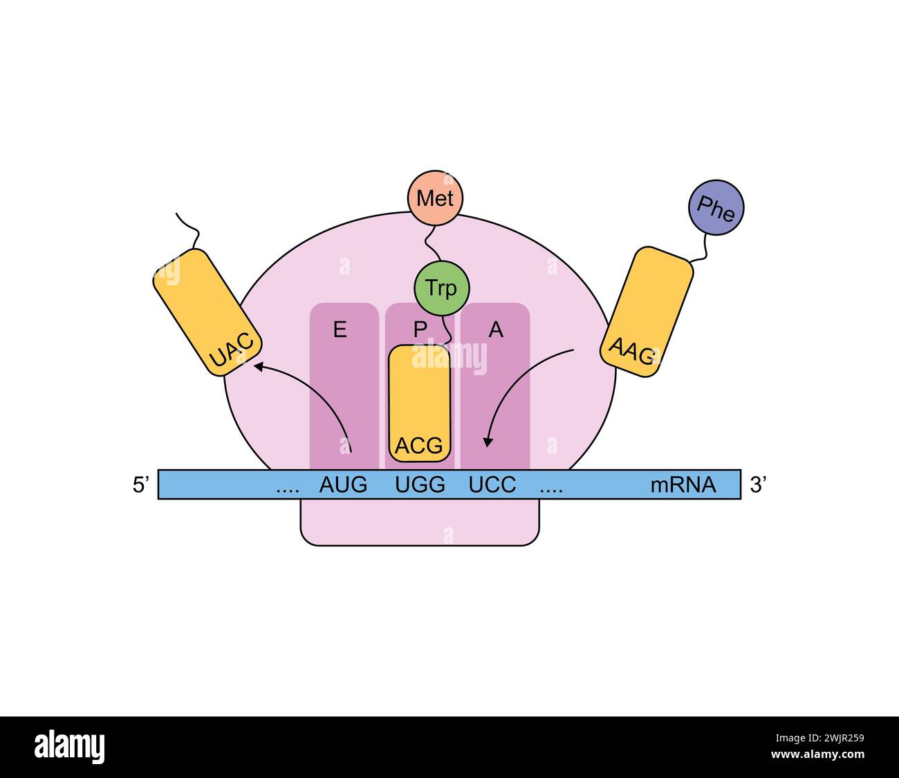 Protein translation process hi-res stock photography and images - Alamy