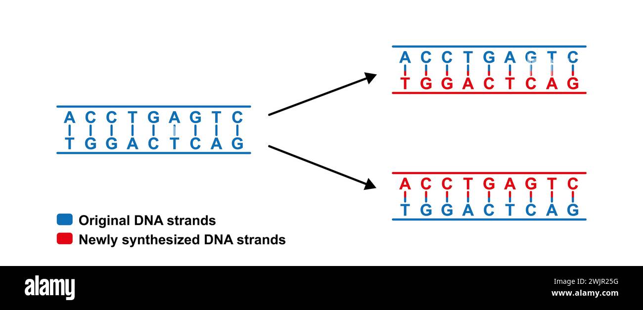 Semiconservative replication of DNA, illustration Stock Photo