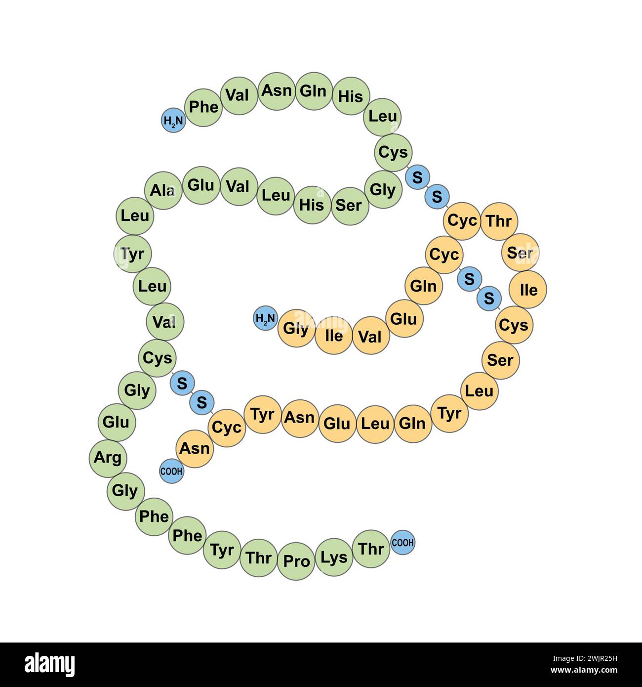 Human insulin structure, illustration Stock Photo - Alamy