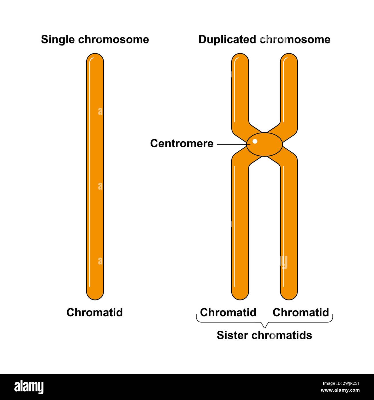 Single and duplicated chromosome, illustration Stock Photo