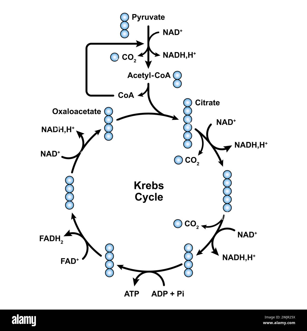 Citric acid cycle, illustration Stock Photo