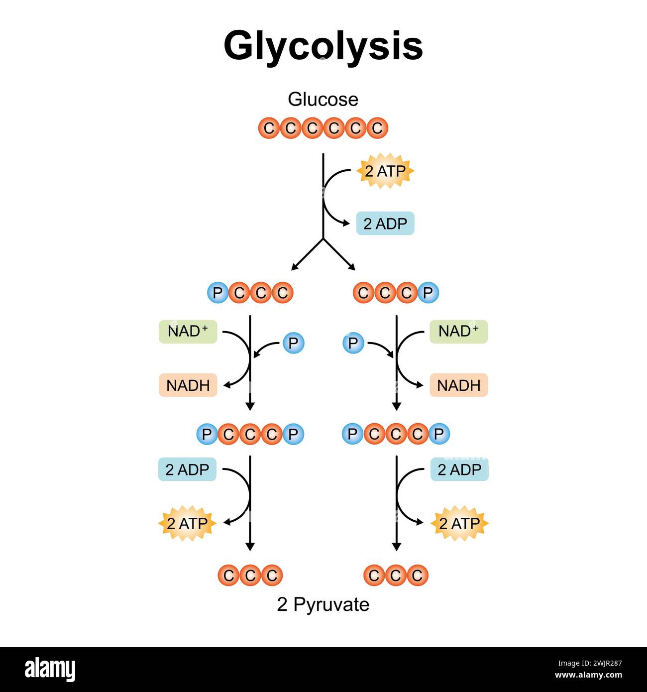 Glycolysis hires stock photography and images Alamy