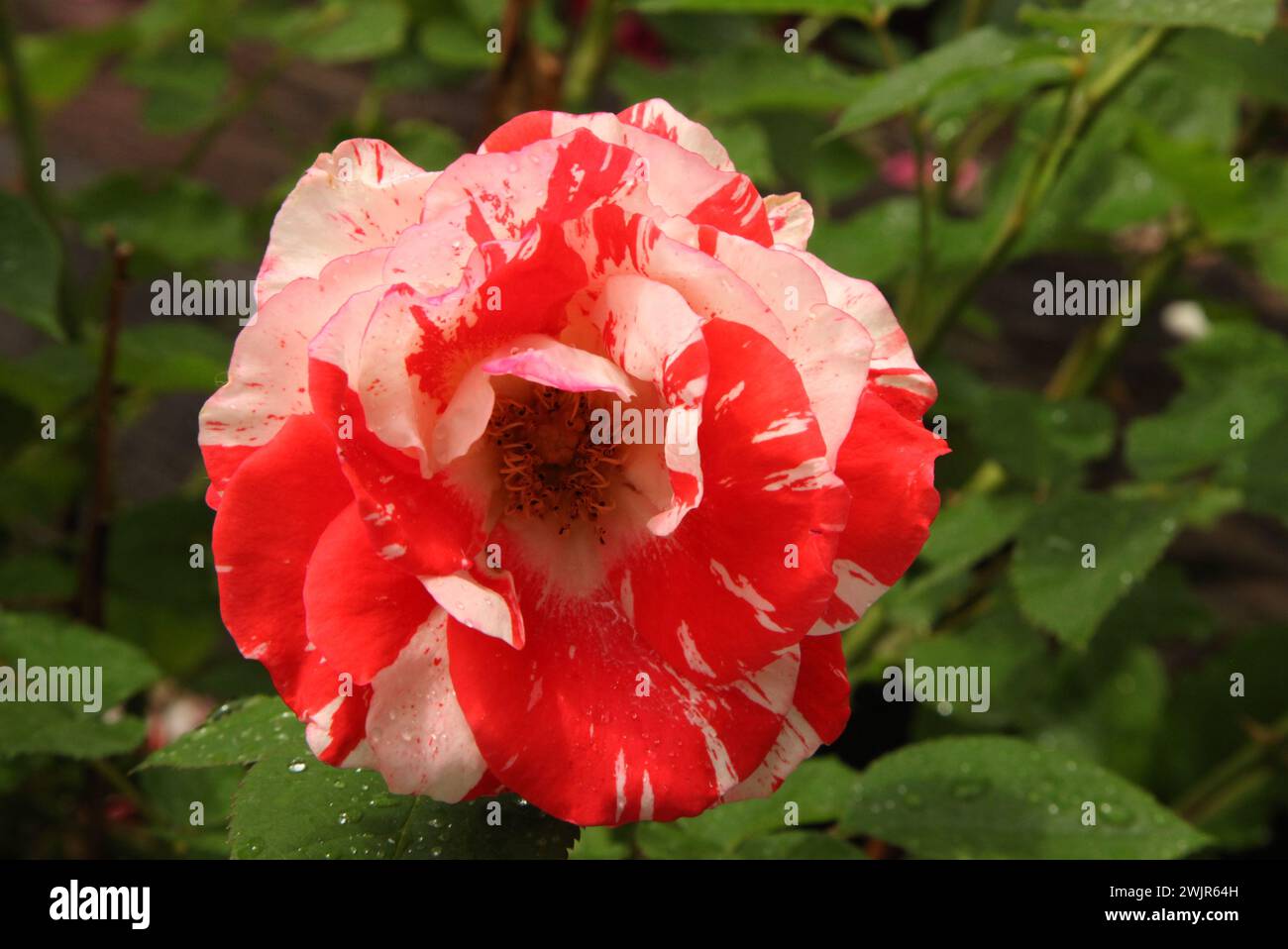 White rose with drops hi-res stock photography and images - Alamy