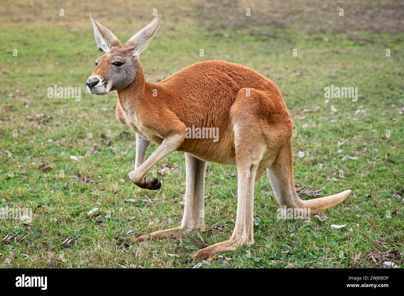majestic red kangaroo surveys the grassy field, embodying the resilience and wild beauty of terrestrial animals in the great outdoors Stock Photo