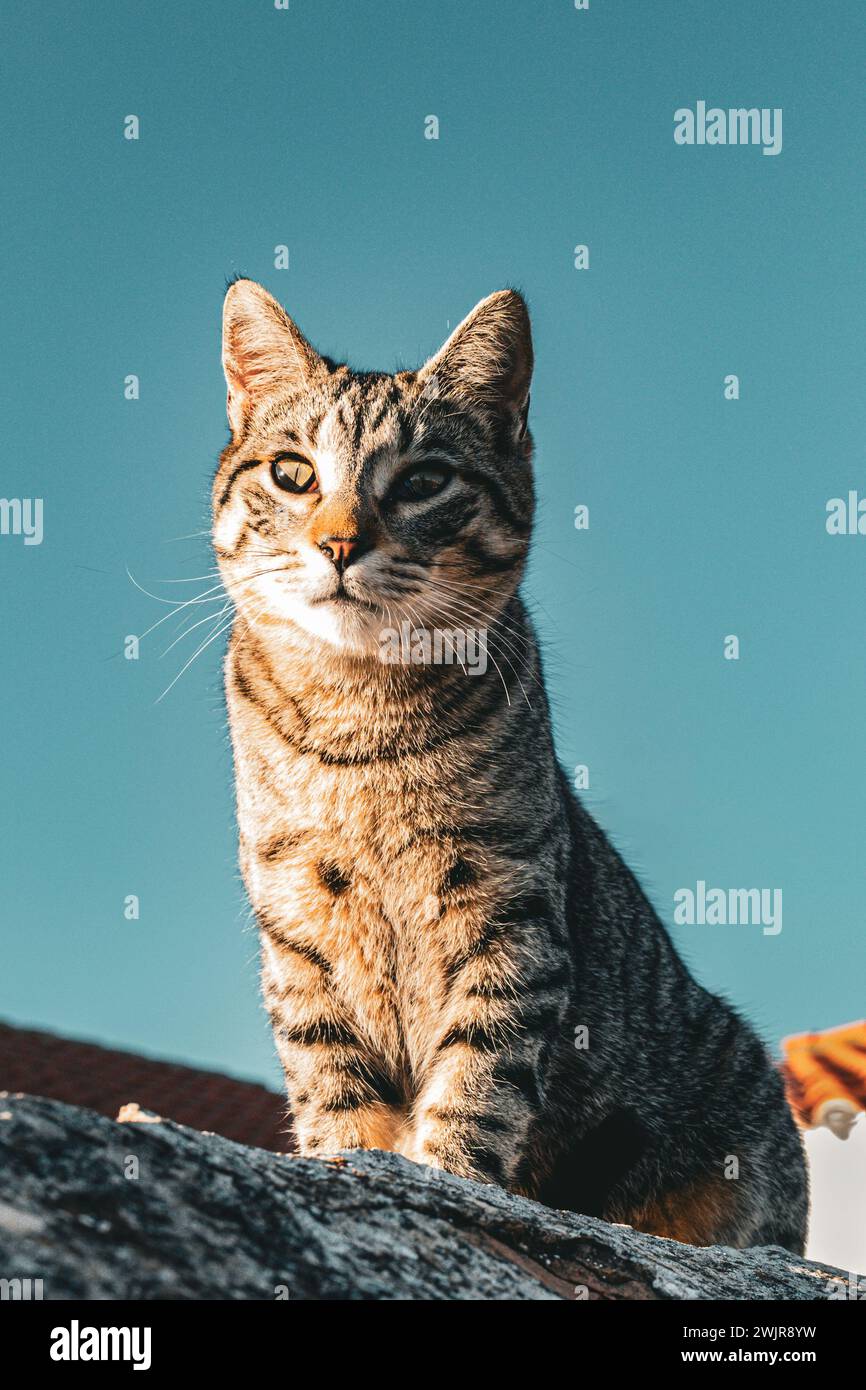 Cat sitting on the roof of a house in an upright position. Bathed by the evening sun on one side of the body Stock Photo