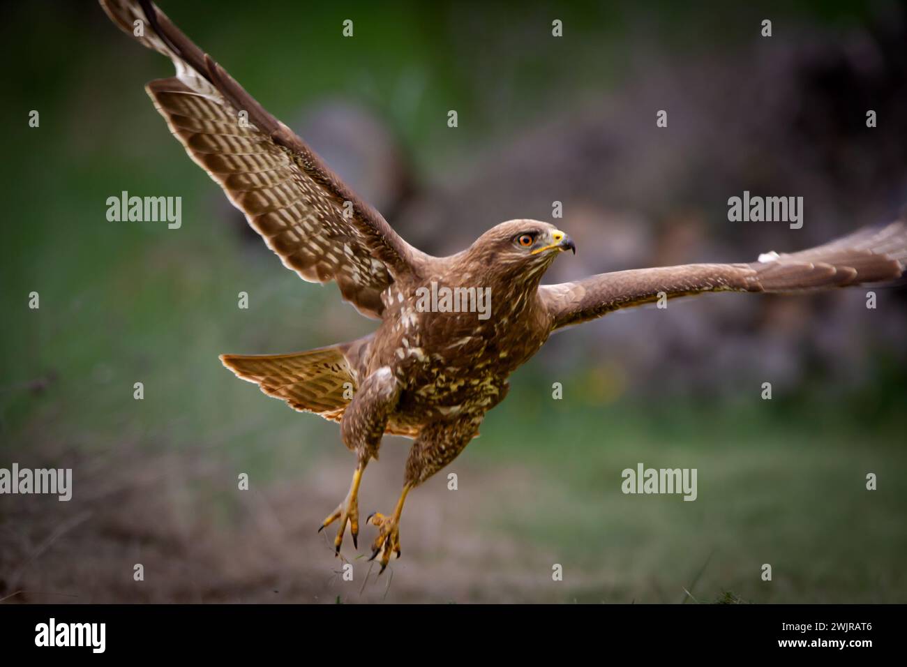 Common buzzard (Buteo buteo) in flight Stock Photo