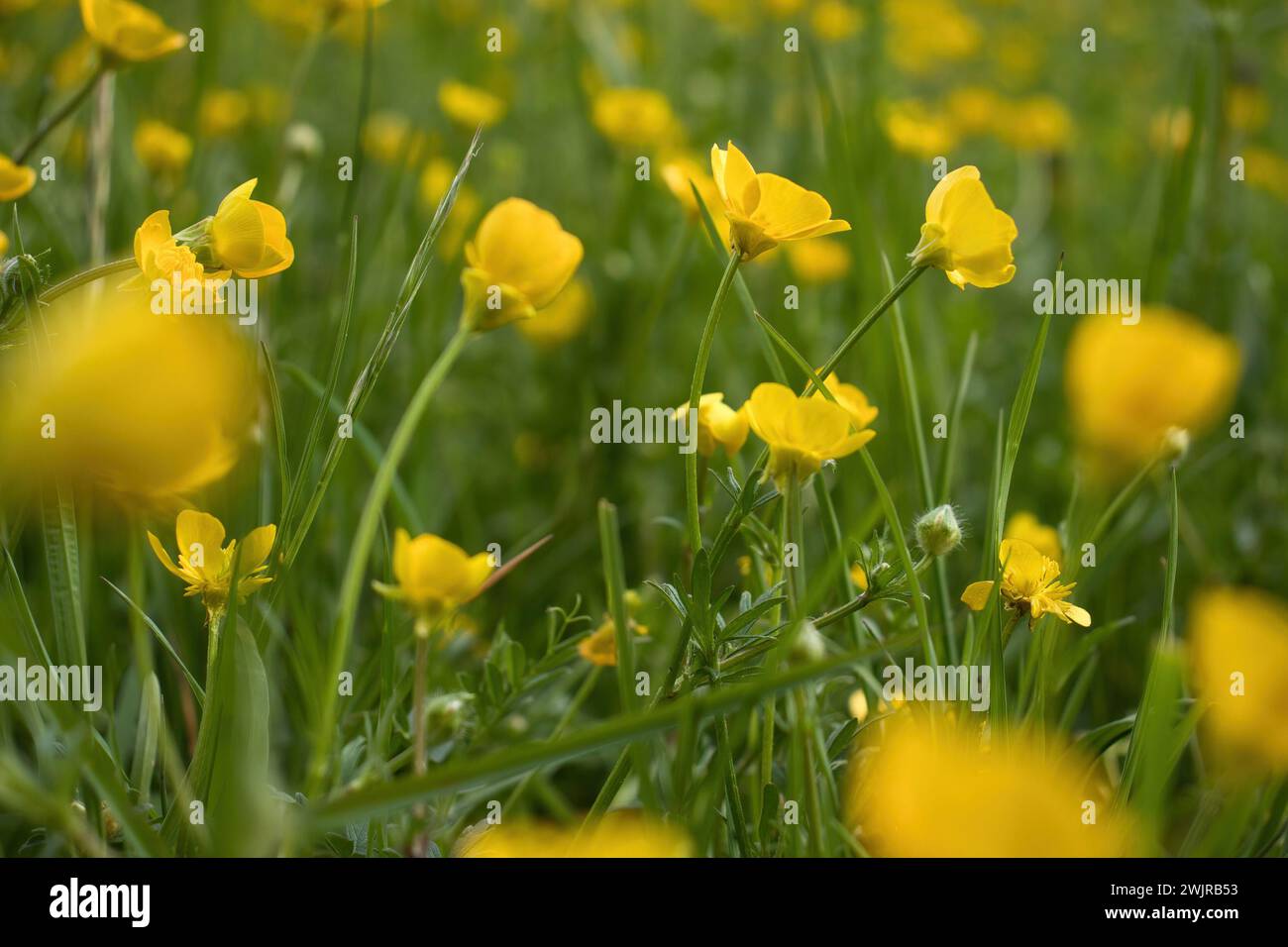 Beautiful small yellow flowers growing in green grass in a field in Rotenfels, above Bad Munster, Germany on a spring day. Stock Photo