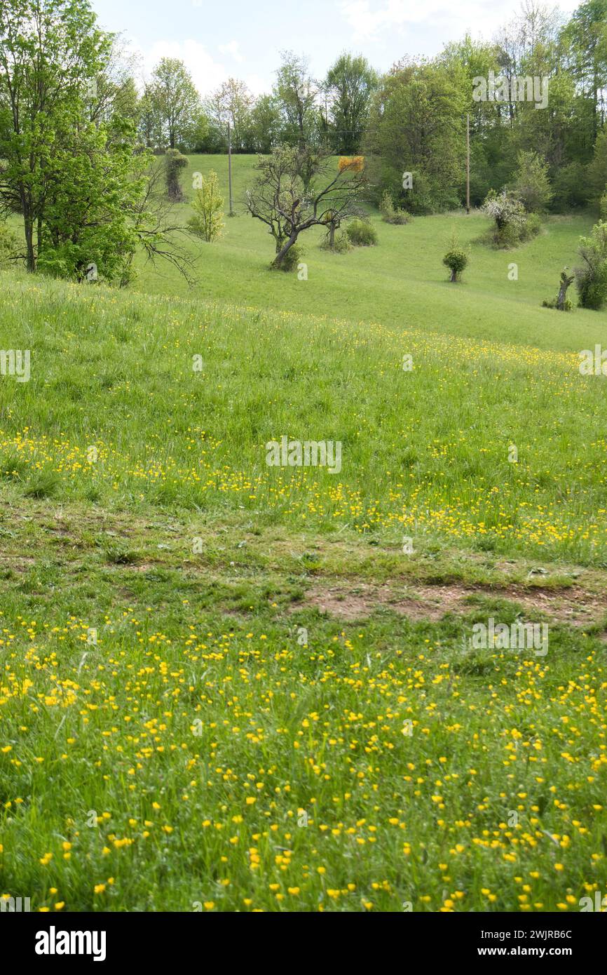 Field with small yellow flowers growing in green grass on a spring day on a hill above Bad Munster, Germany. Stock Photo