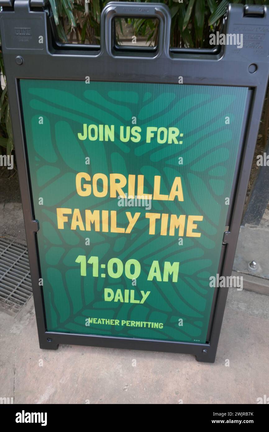 Los Angeles, California, USA 14th February 2024 Gorilla Family Time