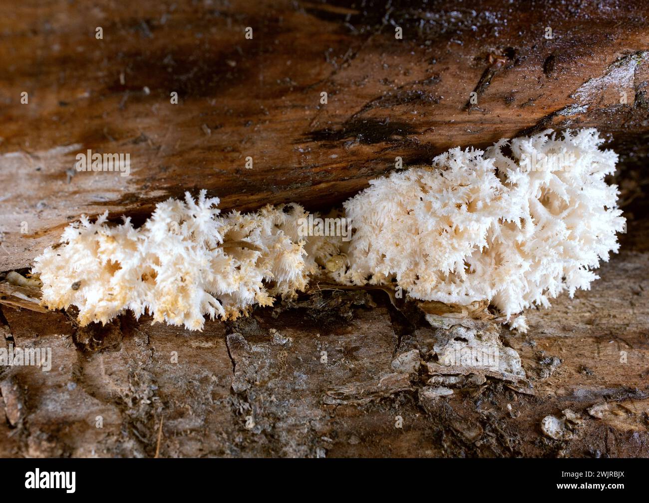 Hericium coralloides, White Coral Fungus, growing on a black cottonwood log, in Troy, Montana  Hericium coralloides  Kingdom: Fungi Division: Basidiom Stock Photo