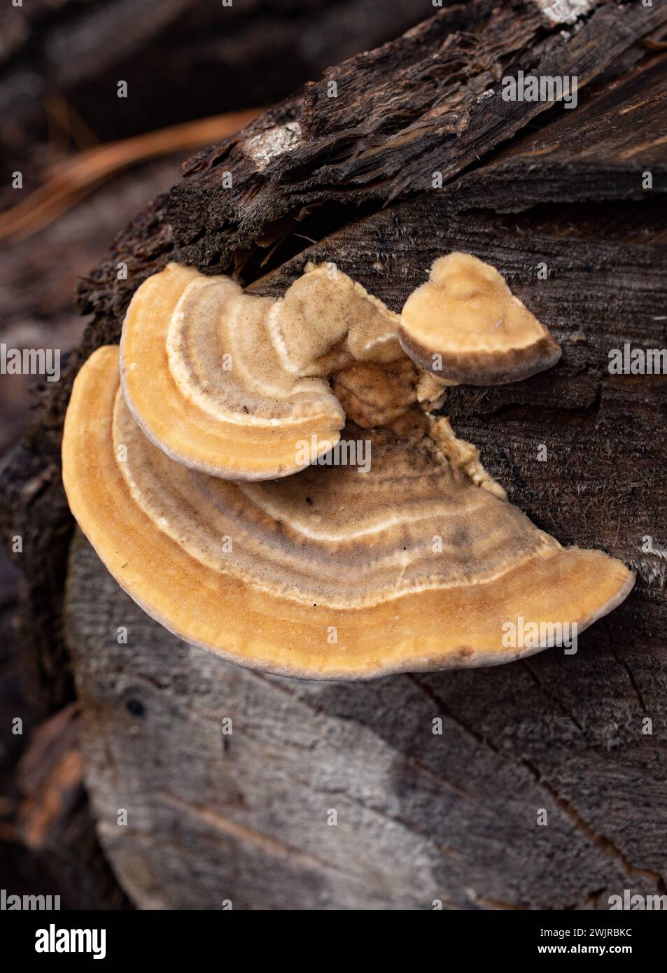 A bracket mushroom, Trametes pubescens, found growing on a black cottonwood log, in Troy, Montana Stock Photo