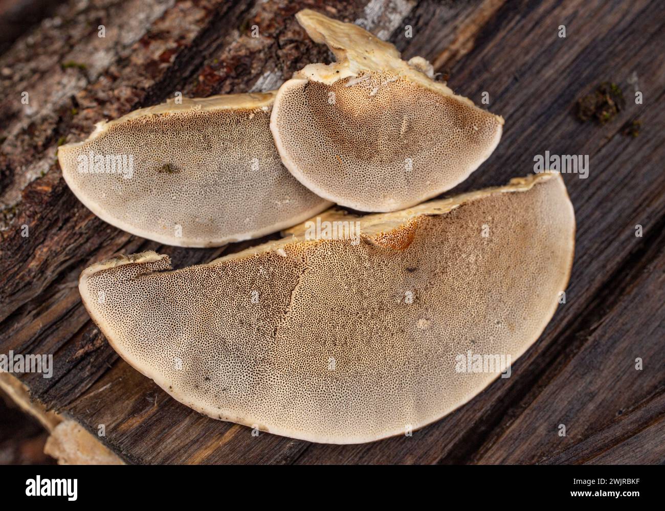 The pore surface of a bracket mushroom, Trametes pubescens, found growing on a black cottonwood log, in Troy, Montana Stock Photo