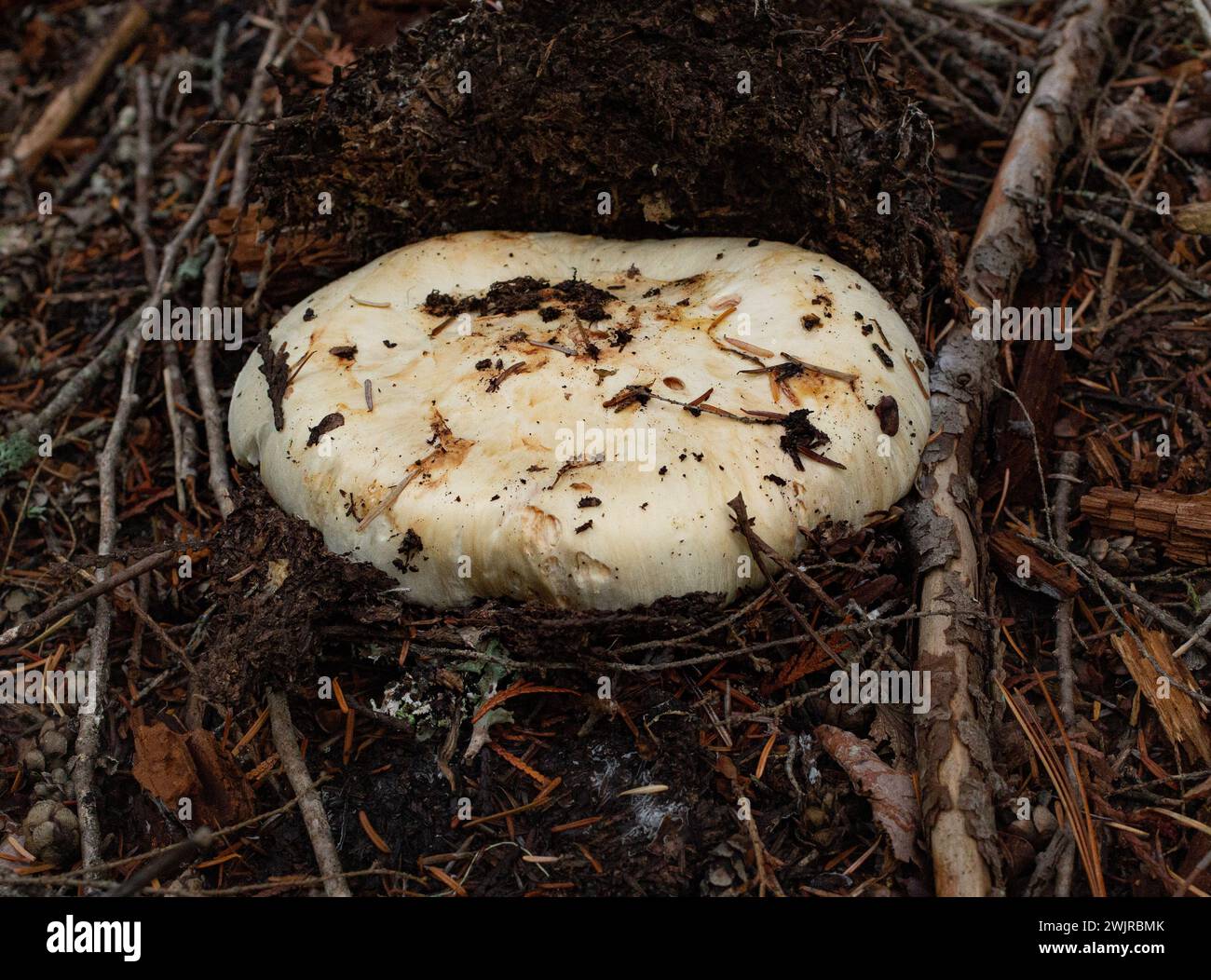 The cap of a matsutake mushroom, Tricholoma murillianum, pushing up through the forest floor