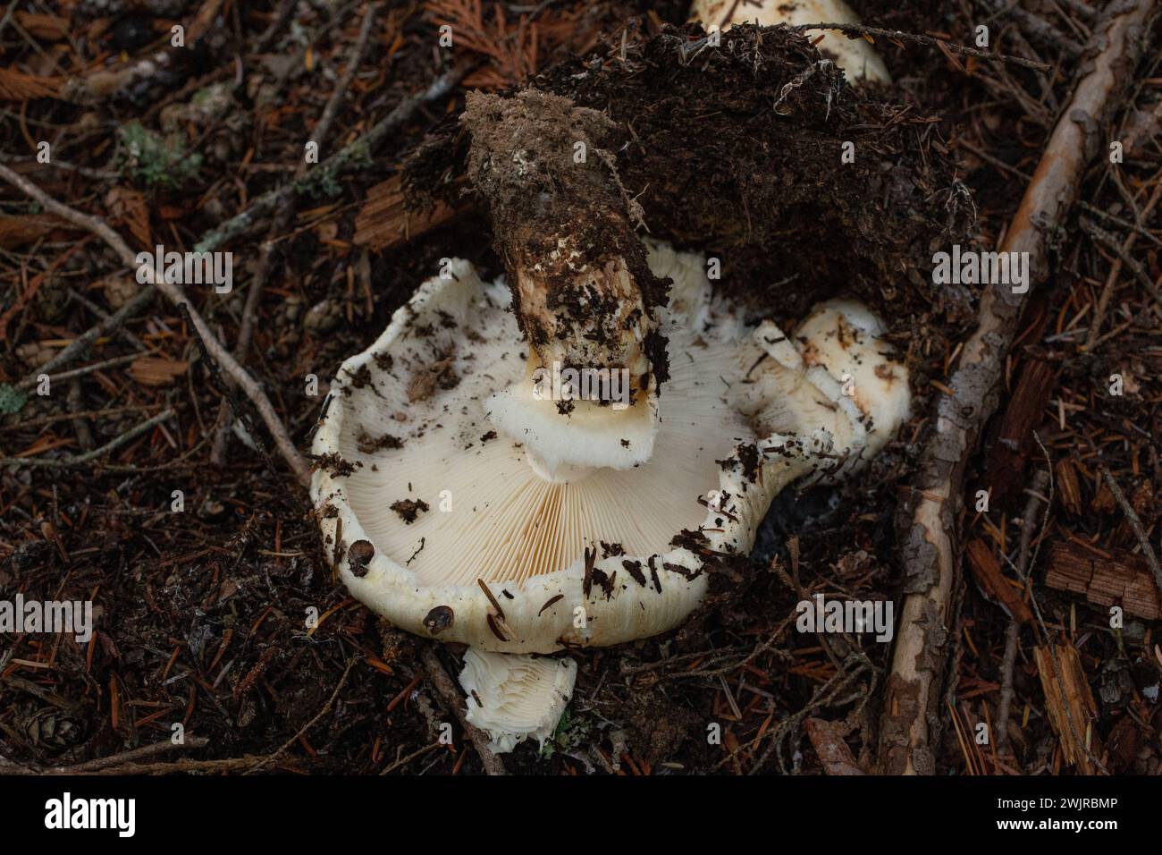Matsutake mushroom hires stock photography and images Alamy