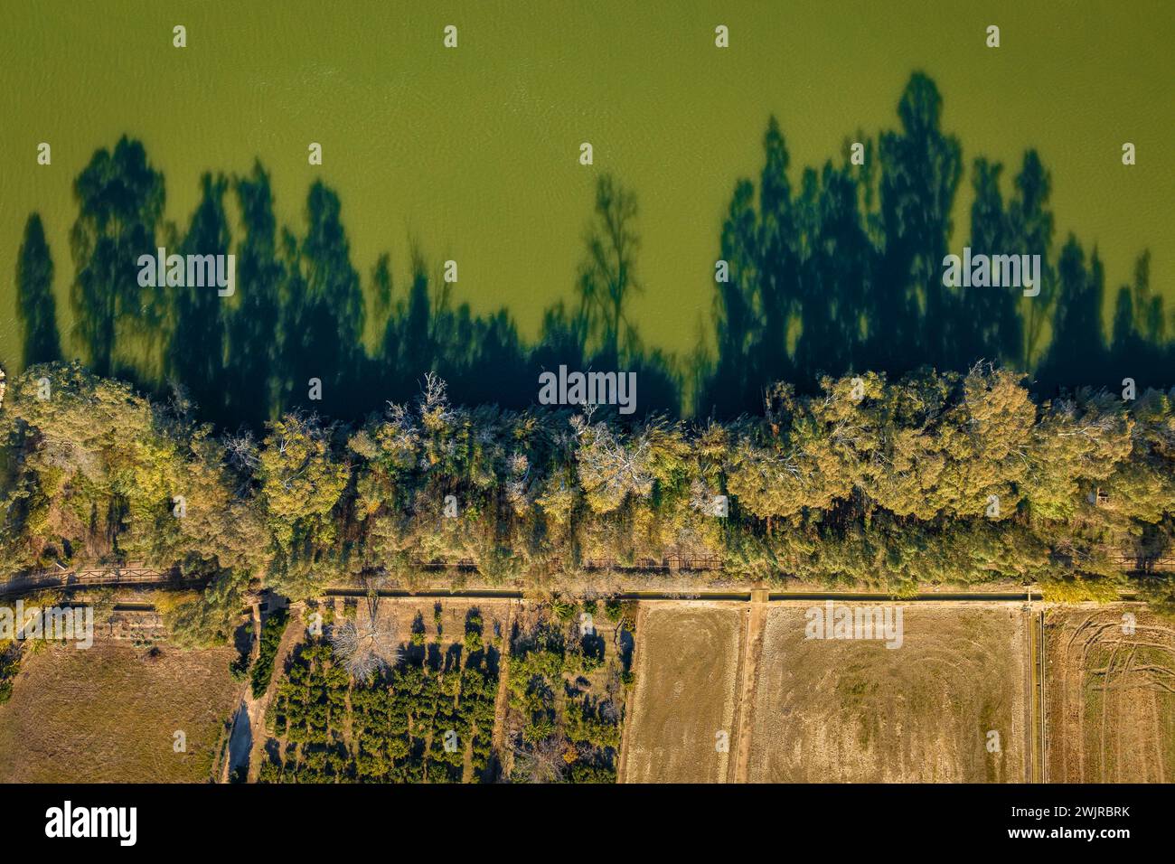 Aerial overhead view of riparian forest on a bank of the Ebro River, in the Ebro Delta (Tarragona, Catalonia, Spain) Stock Photo