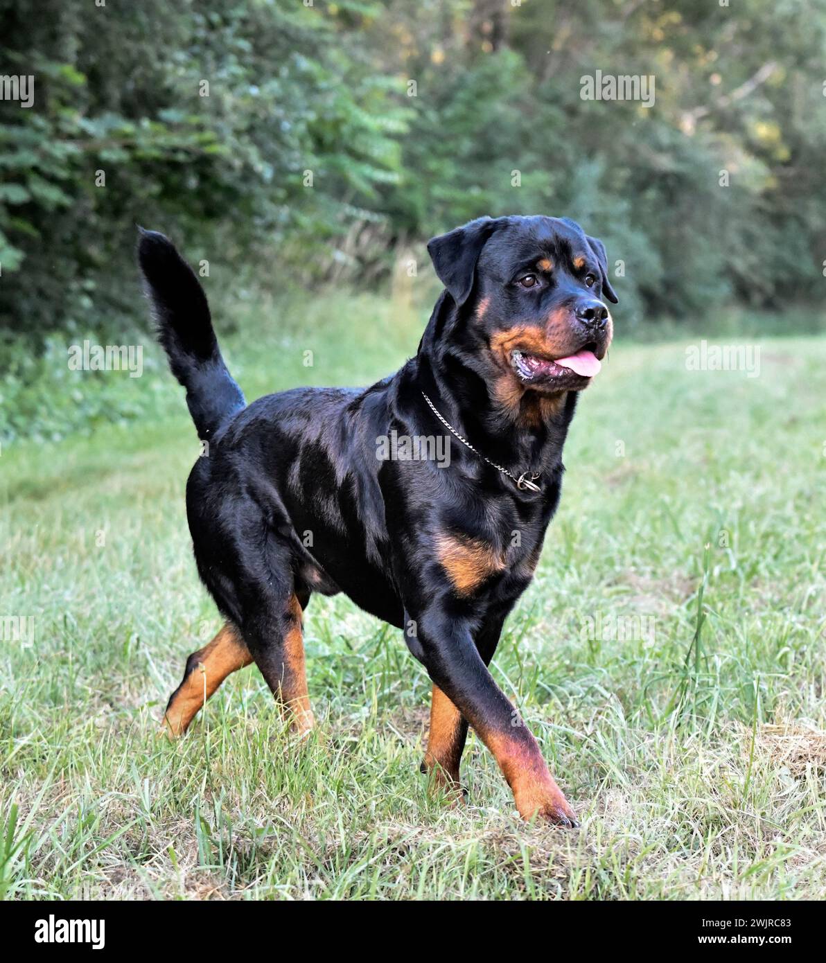 young rottweiler running in the nature in summer Stock Photo