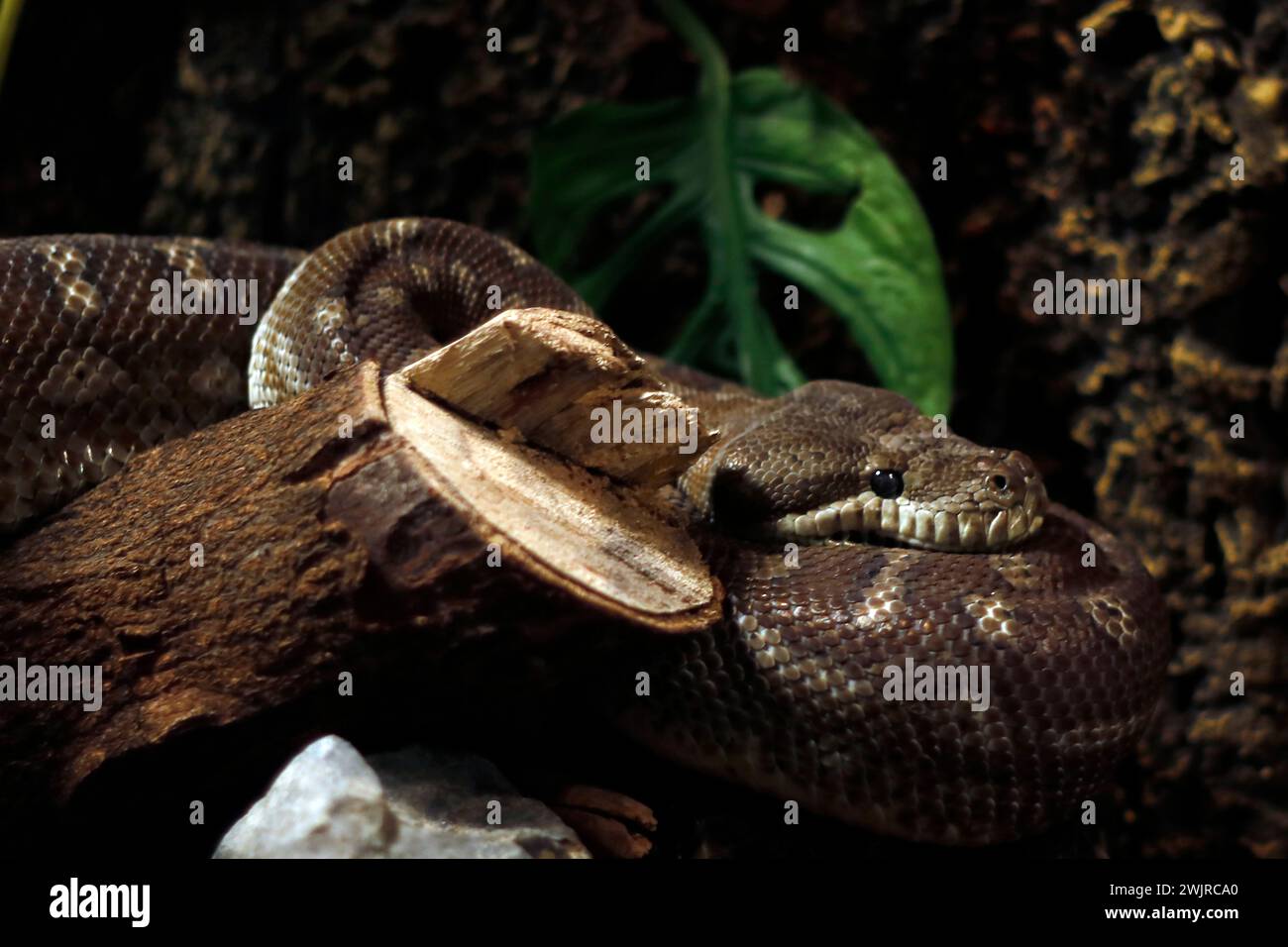 Central Carpet Python (Morelia bredli), is a non-venomous specie that ...