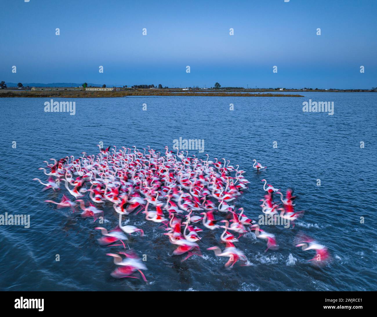 Flamingos in the Alfacs bay on a sunset in the Ebro Delta (Tarragona, Catalonia, Spain) ESP: Flamencos en la bahía de los Alfaques en un atardecer Stock Photo