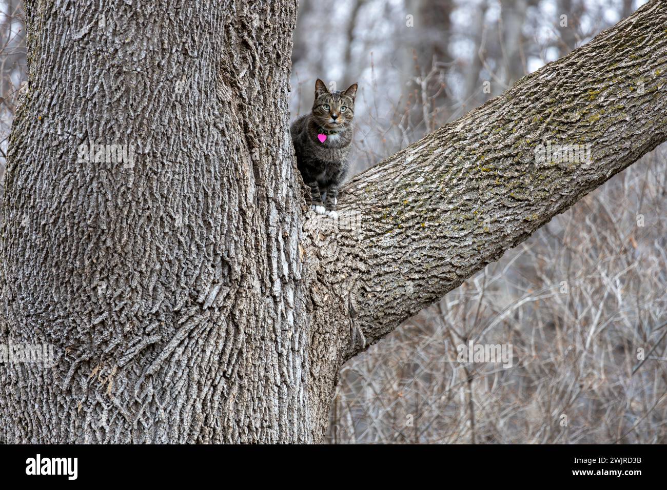 Gray tabby cat with white paws sitting on the branch of a mature ash tree, on an overcast winter day, looking at camera Stock Photo